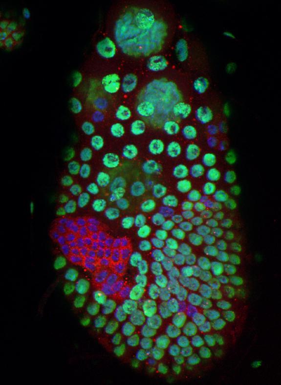 Hnt mutant follicle cells