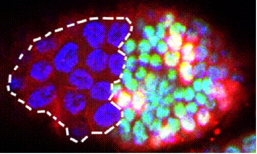 Cut mutant follicle cells