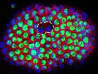 Cut to the endocycle