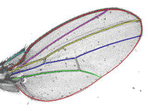 image of fly wing
