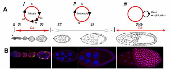 cell cycle analysis. Switch of cell-cycle programs