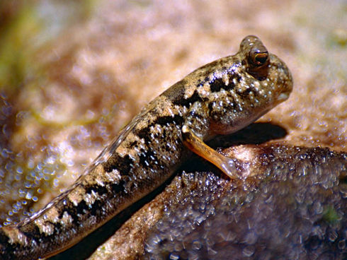 Periophthalmus kalolo (Common Mudskipper), Photo Credit: Bernard Dupont (https://www.flickr.com/photos/berniedup/10292242043/)