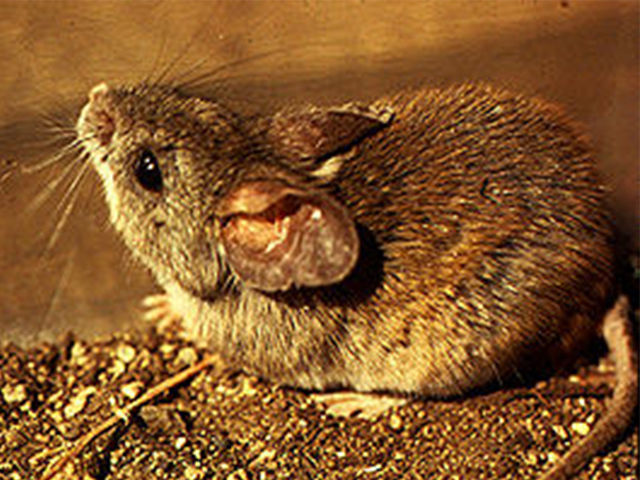 Phyllotis darwini (Darwin's leaf-eared mouse), Photo Credit: P. L. Meserve (tolweb.org/Phyllotis/16683)