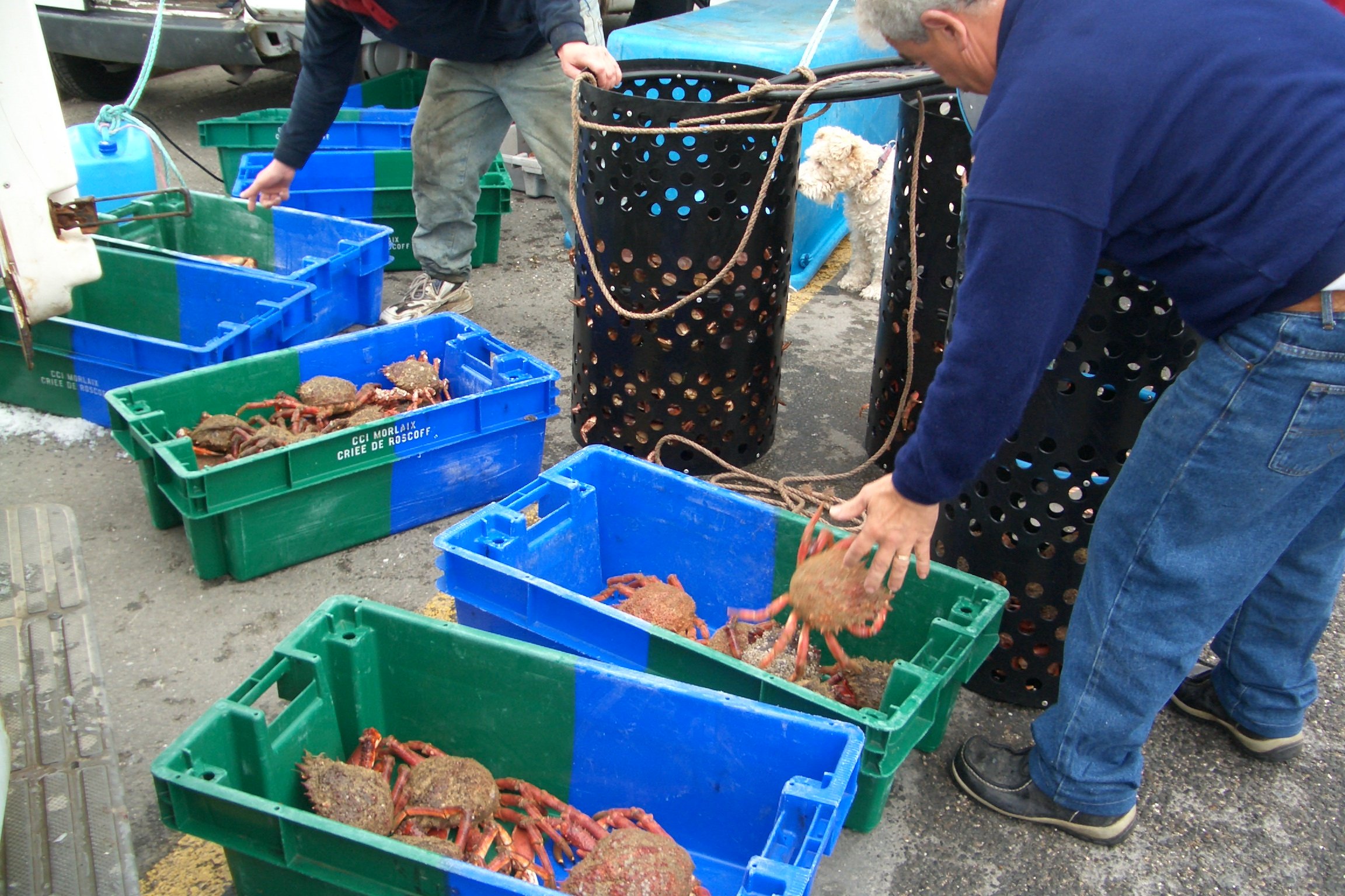 Crabs in Roscoff