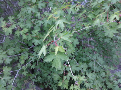 Rocky Mountain maple