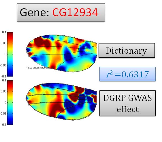 Inferred effect of SNP near CG