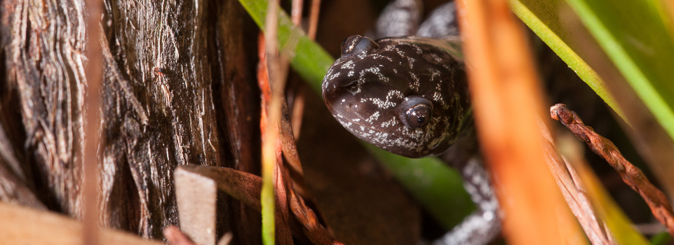 A female Frosted Flatwoods Salamander deposits eggs (Photo Credit: Pierson Hill).