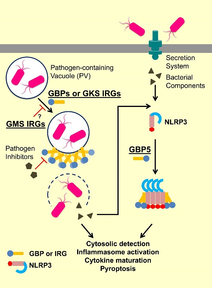 IFN-inducible GTPases in inflammation