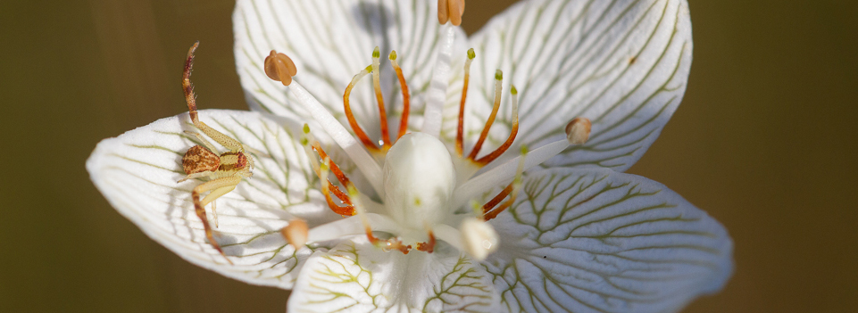 Spider waiting on Grass-of-Parnassus flower (Photo Credit: Pierson Hill).