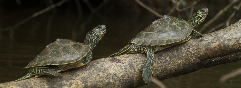 Barbour's Map Turtles are endemic to the Florida Panhandle and adjacent Georgia and Alabama (Photo Credit: Pierson Hill).