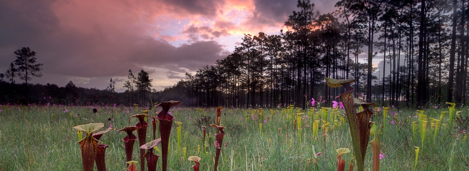 Florida Panhandle is a hotspot for carnivorous plants (Photo Credit: Pierson Hill).
