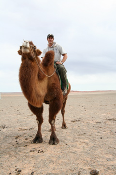 camel