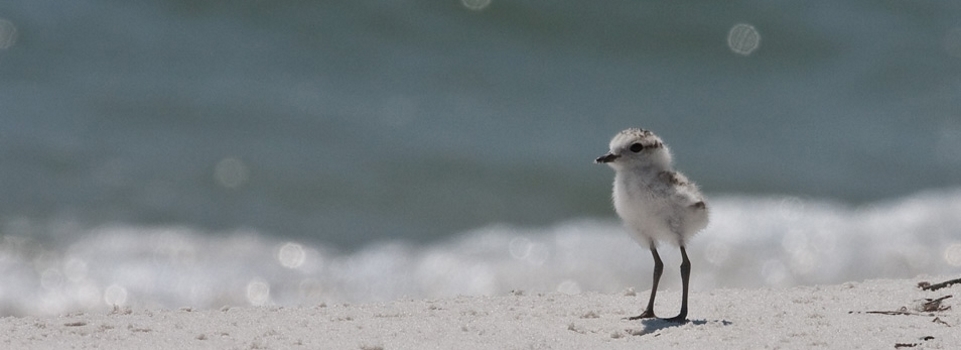Snowy Plover chick at local beach (Photo Credit: Pierson Hill).