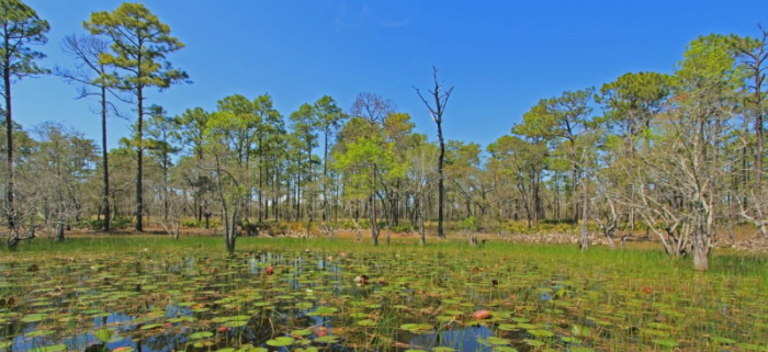 St Marks Wildlife Refuge