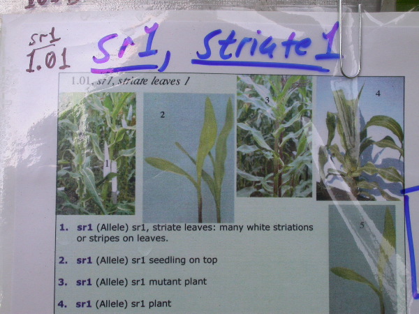 1553_sr_P1-ww_101D_1362