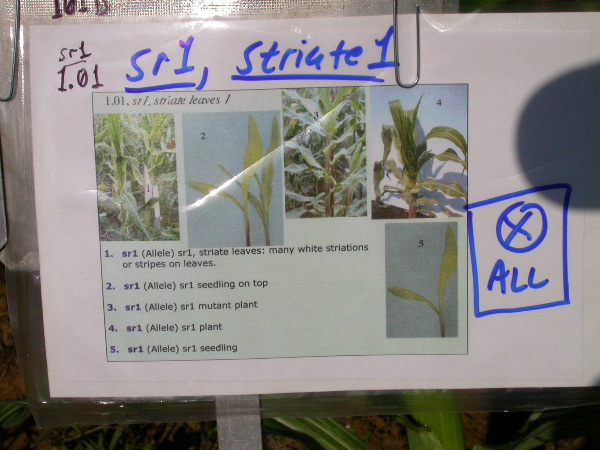 1553_sr_P1-ww_101D_1363