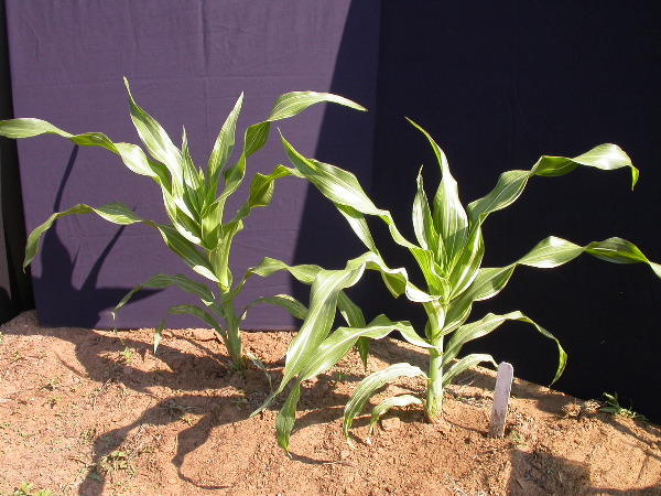 1553_sr_P1-ww_101D_1387