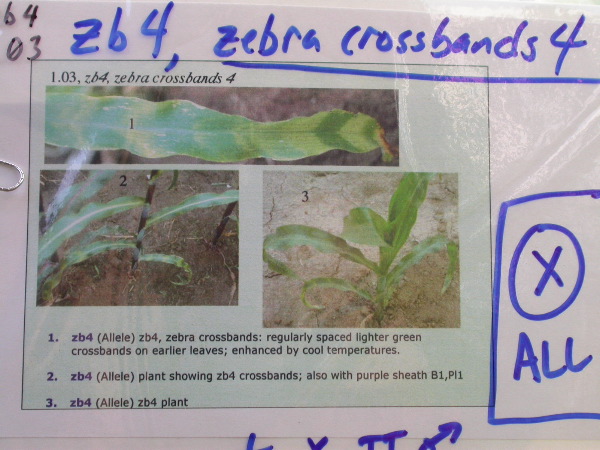 1554_zb4_P1-wr_105A_1512