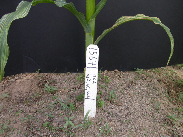 1567_bz2_gs1_bm2_126A_1501