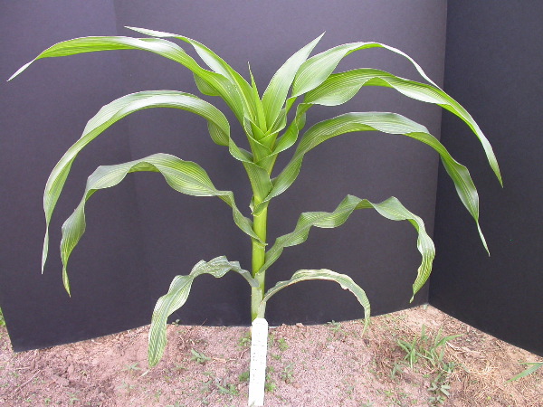 1567_bz2_gs1_bm2_126A_1502