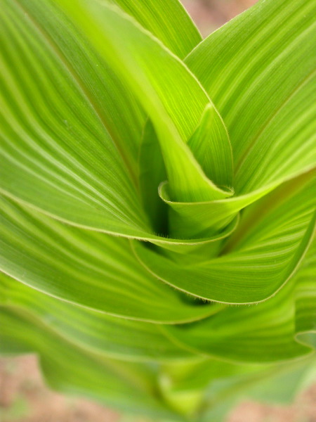 1567_bz2_gs1_bm2_126A_1506