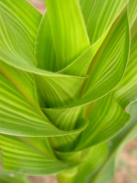 1567_bz2_gs1_bm2_126A_1507