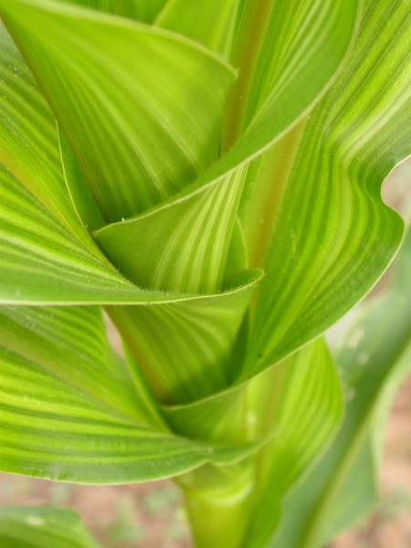 1567_bz2_gs1_bm2_126A_1508