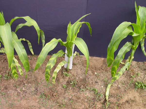 1554_zb4_P1-wr_105A_1513