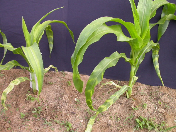 1554_zb4_P1-wr_105A_1515