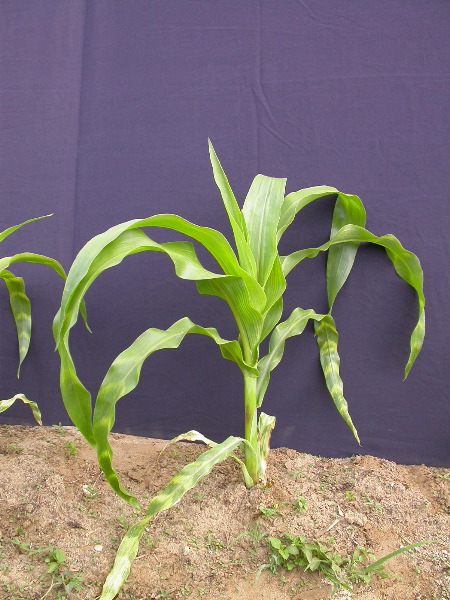 1554_zb4_P1-wr_105A_1516