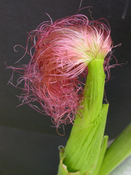 1554_zb4_P1-wr_105A_2611