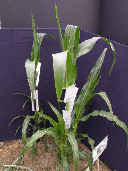 1577_B1_sk1_214J_1482