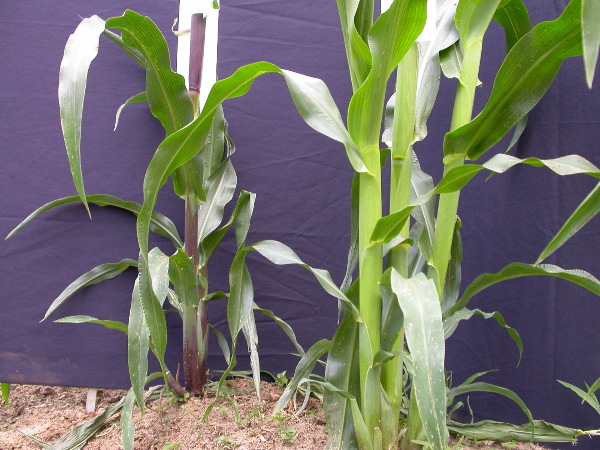 1577_B1_sk1_214J_1484