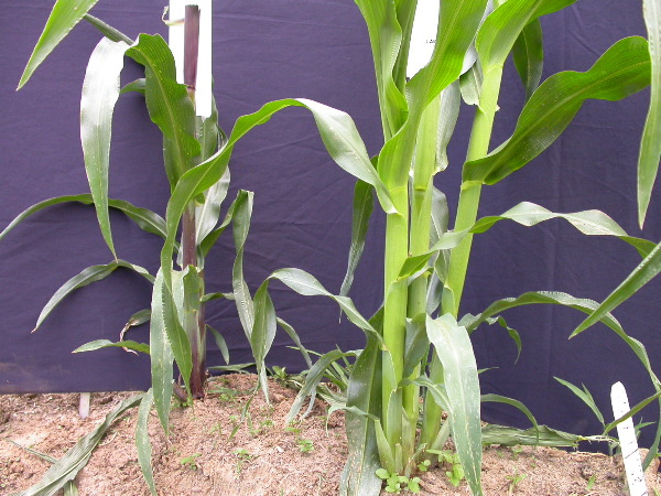 1577_B1_sk1_214J_1485