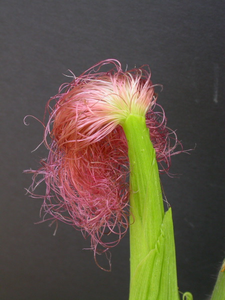 1554_zb4_P1-wr_105A_2613