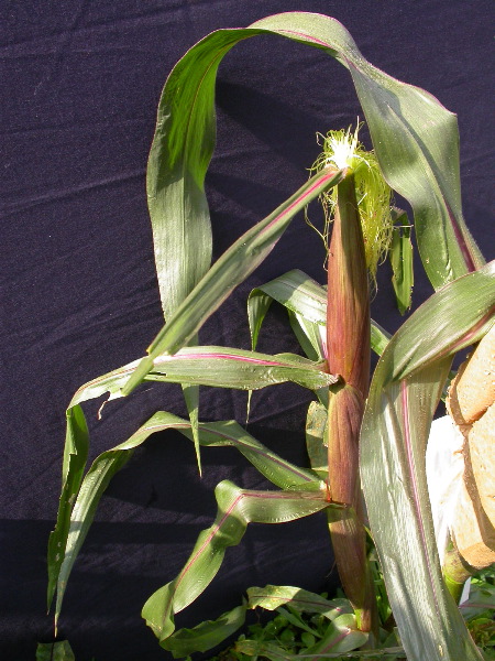 1584_B1-S_R1-g_pl1_219K_2601