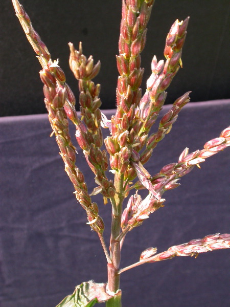 1584_B1-S_R1-g_pl1_219K_2603