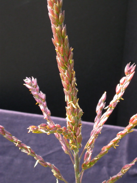 1584_B1-S_R1-g_pl1_219K_2604