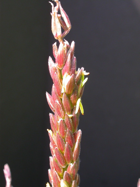 1584_B1-S_R1-g_pl1_219K_2606