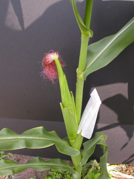 1554_zb4_P1-wr_105A_2614