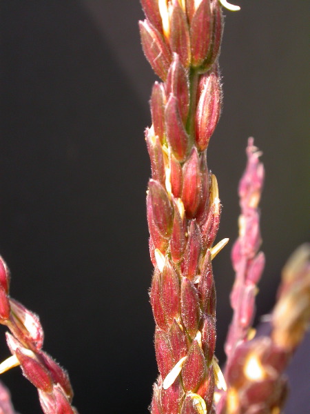 1584_B1-S_R1-g_pl1_219K_2607