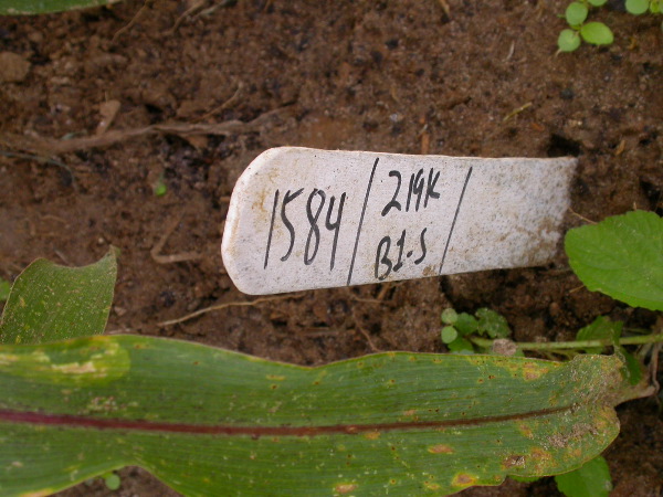 1584_B1-S_R1-g_pl1_219K_3060