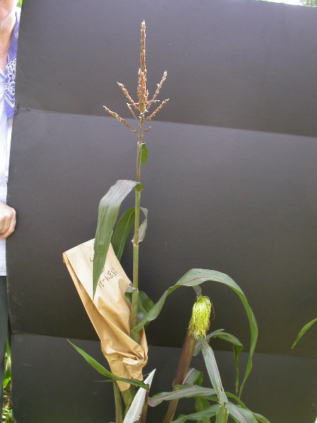 1584_B1-S_R1-g_pl1_219K_3061