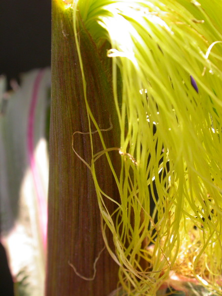 1584_B1-S_R1-g_pl1_219K_3064