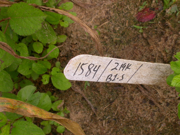 1584_B1-S_R1-g_pl1_219K_4042