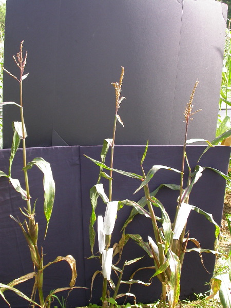 1584_B1-S_R1-g_pl1_219K_4043