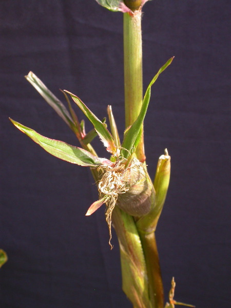 1584_B1-S_R1-g_pl1_219K_4045