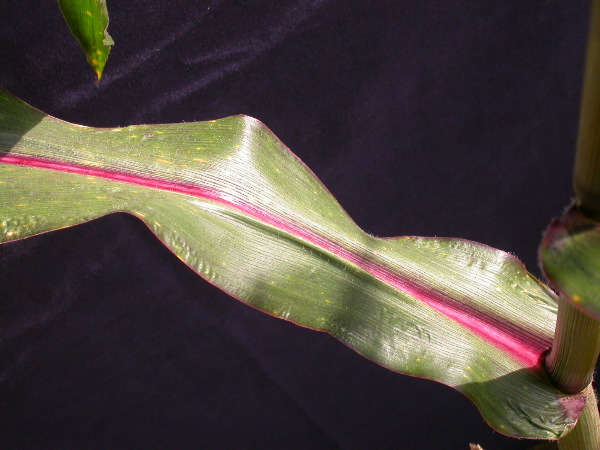 1584_B1-S_R1-g_pl1_219K_4048