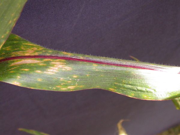 1584_B1-S_R1-g_pl1_219K_4051