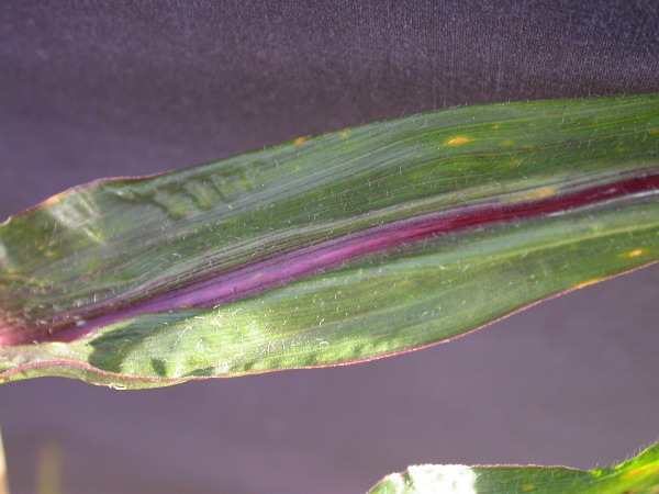 1584_B1-S_R1-g_pl1_219K_4052